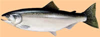 Spring chinook salmon fishing from April through July